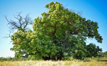 Zengővárkony győztes szelídgesztenyéje versenyez idén az év európai fája címért
