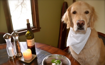 Nem mindegy, hogy mi lesz a kutya vacsorája – táp-teszt
