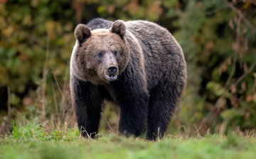 Emberre támadt egy medve az erdélyi Beszterce-Naszód megyében