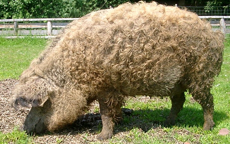 Nemzetközi karrier előtt a mangalica