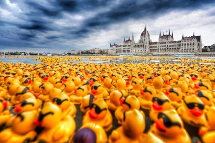 52.000 kacsa úszott a Dunán