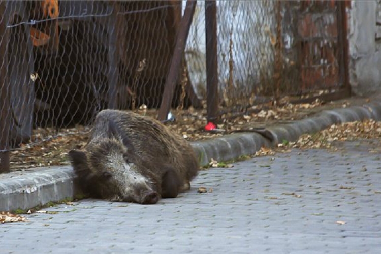 Vaddisznó sebesített meg egy nőt Újpesten