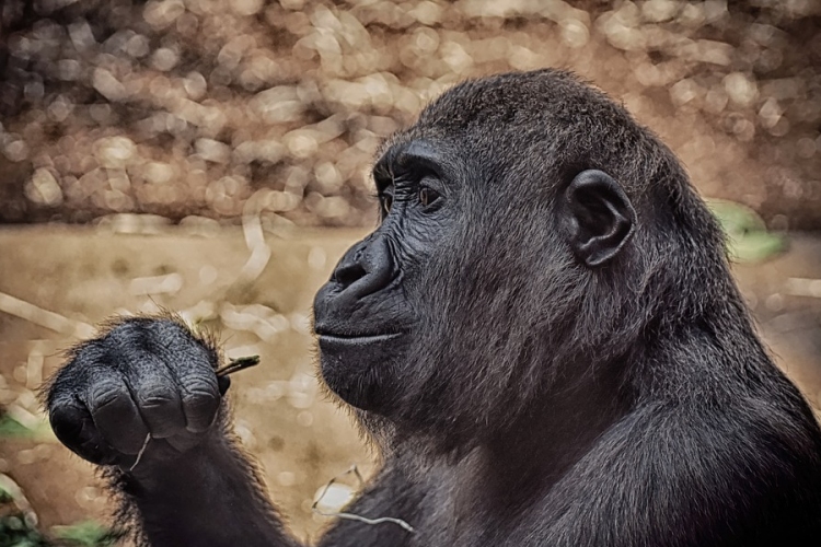 Gondozóra támadt egy gorilla a madridi állatkertben