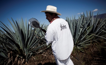 Bioüzemanyag készülhet a tequila alapanyagából