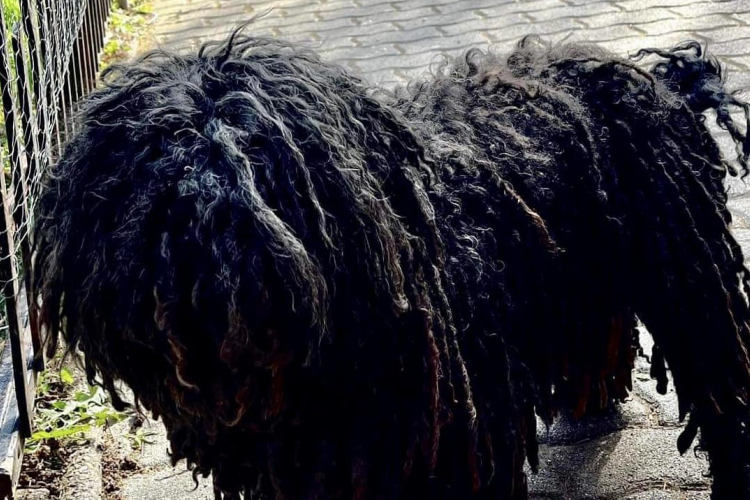 Kutyája vezette a gazdájához a mentőket