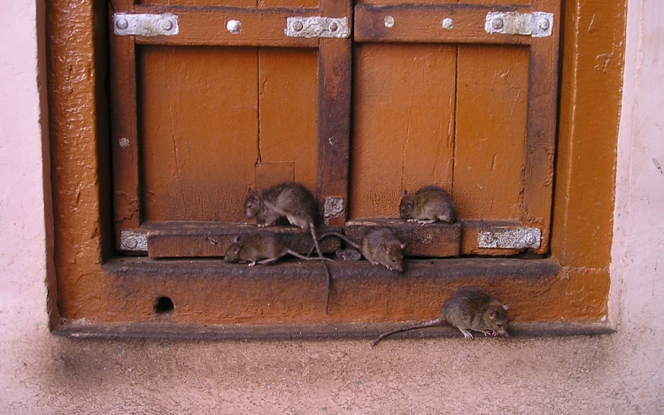 Vészesen elszaporodtak a patkányok több német nagyvárosban