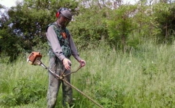 A parlagfű elleni védekezést már most meg kell kezdeni