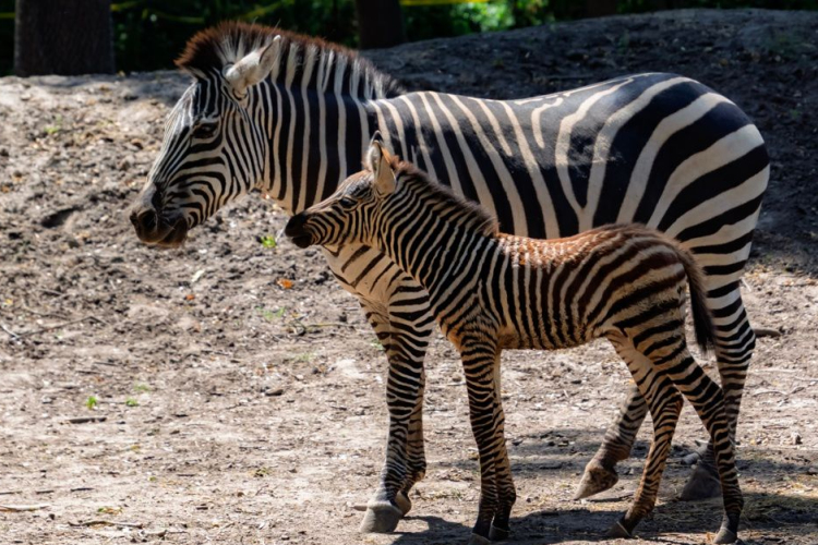 Alföldi zebracsikó született a Szegedi Vadasparkban