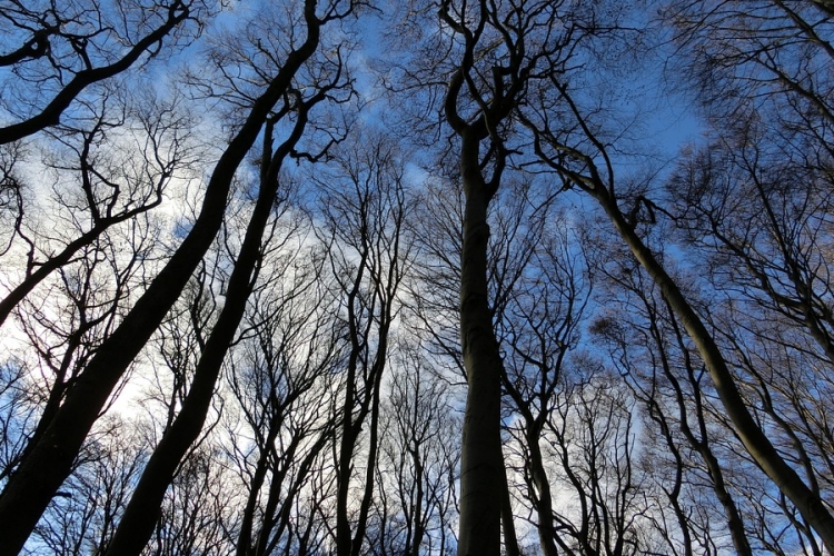 A kihalás szélére sodor egyes bogárfajokat a fák eltűnése Európában 