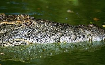 Halálra etették a hívek egy bangladesi szentély százéves krokodilját