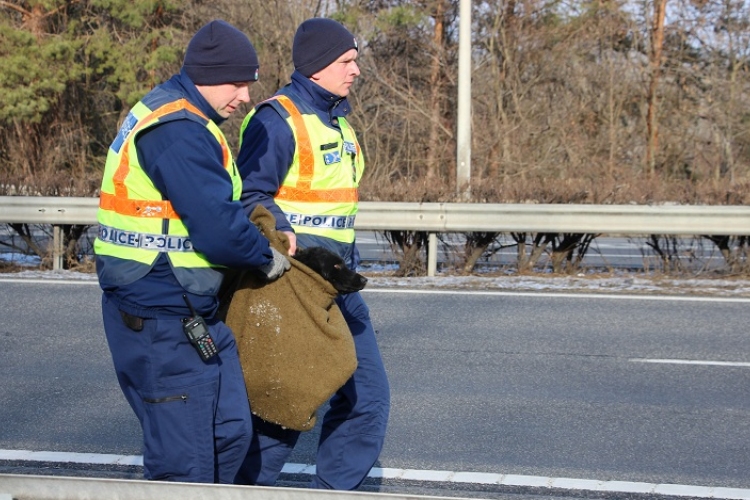 RENDŐRÖK MENTETTÉK MEG A KUTYÁT 