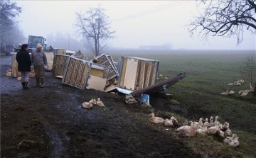 Felborult egy pótkocsi, elpusztult ezer kacsa