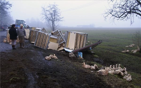 Felborult egy pótkocsi, elpusztult ezer kacsa