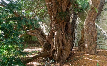 Nemet válthat Európa legöregebb fája