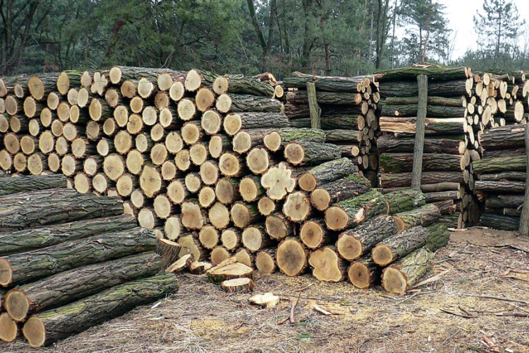 Hamarosan meghirdetik a szociálistüzelőanyag-pályázatot