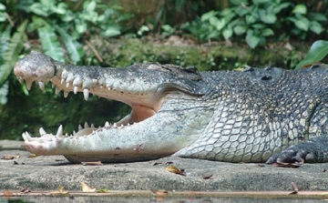 Döbbenetes! Krokodilokkal teli tóba ugrott az öngyilkos nő!
