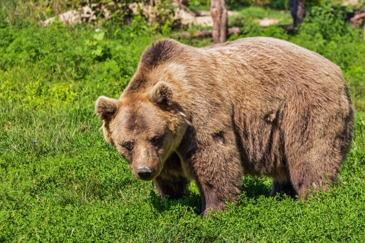 Nagy valószínűséggel dél felé tart a Tisza vonalában a medve, keresik a nyomát