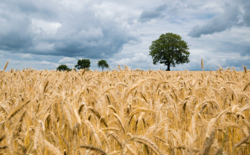 Az ukrán gabona kivitelének felgyorsításáról tárgyalt Kárpátalján Nagy István agrárminiszter