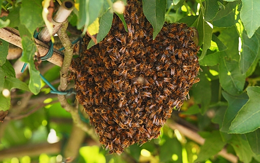 Méhek és darazsak