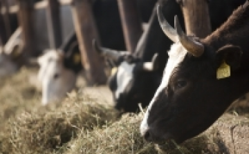 Leállt a marhaexport a kéknyelv miatt