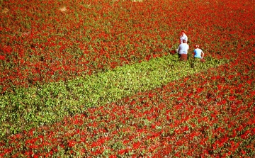 FM: 170 millió forint támogatás a fűszerpaprika-termesztőknek