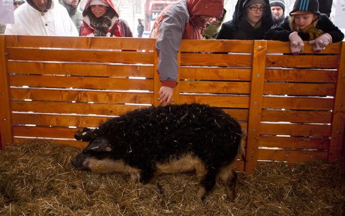 Az USA-ba utazik a magyar mangalica