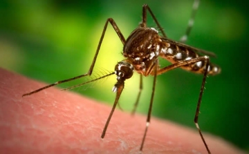 A héten is lesz szúnyogirtás a megyében